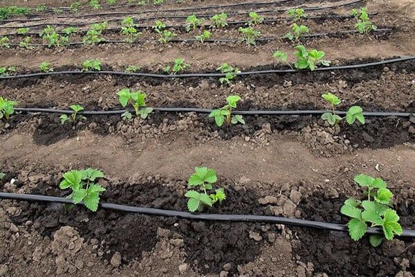 Основні особливості крапельних стрічок